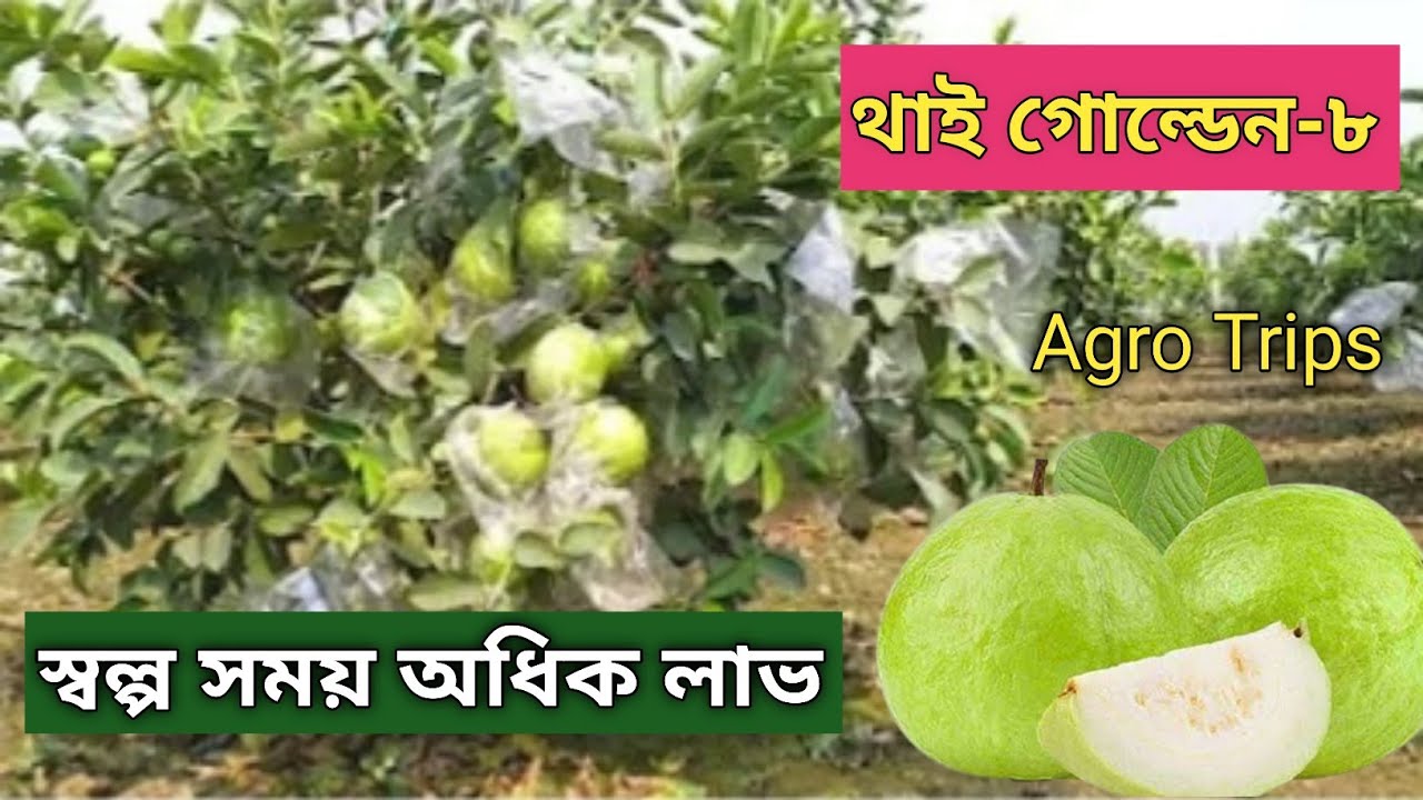 Thai Golden-8 Guava Fruit cultivation থাই গোল্ডেন-৮ পেয়ারা চাষ করে স্বল্প সময় অধিক টাকা আয়.
