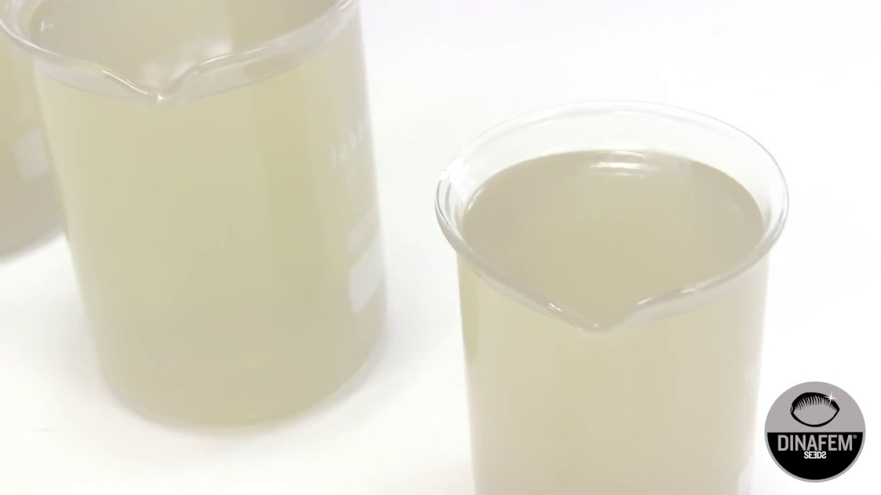 Extracci&oacute;n medicinal de aceite de marihuana rica en CBD con Etanol absoluto por Dinafem Seeds