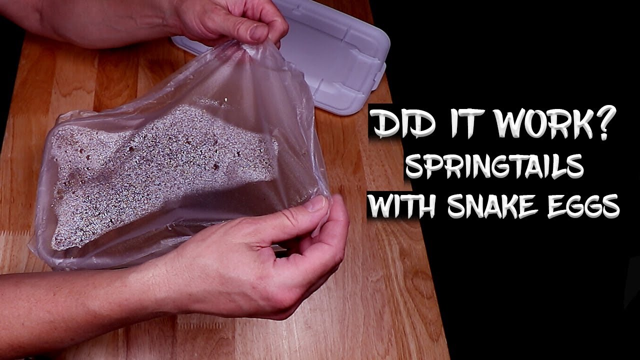 See the Results of Using Springtails to Save a Moldy Ball Python Egg!