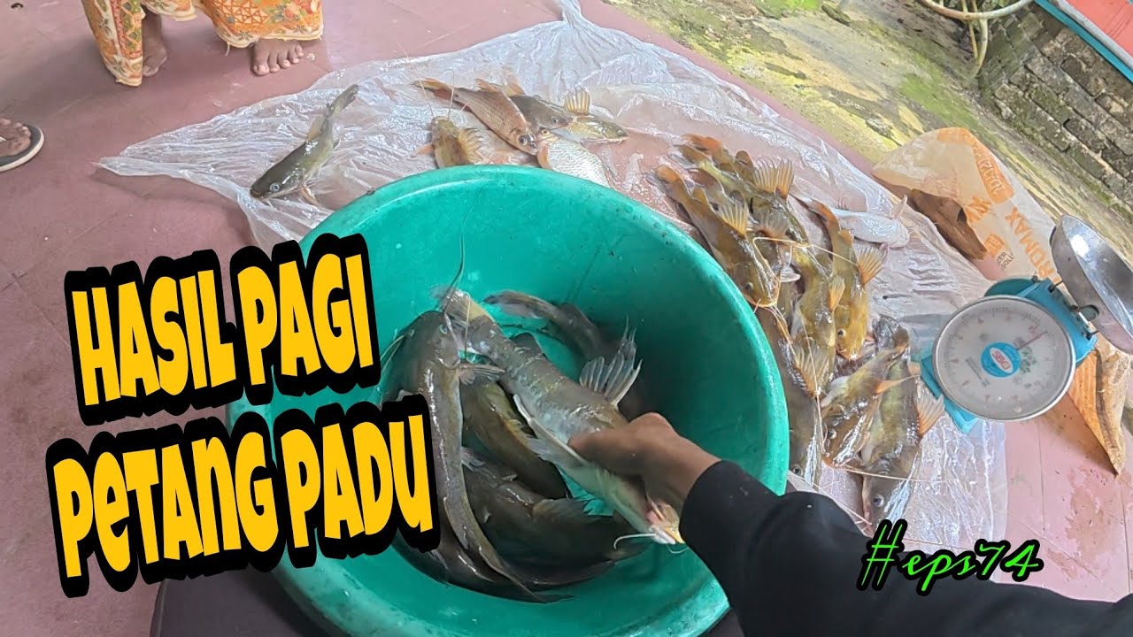 tahan jaring dan tajur baung/hasil baru pasang padu/hasil pagi padu (#eps74)