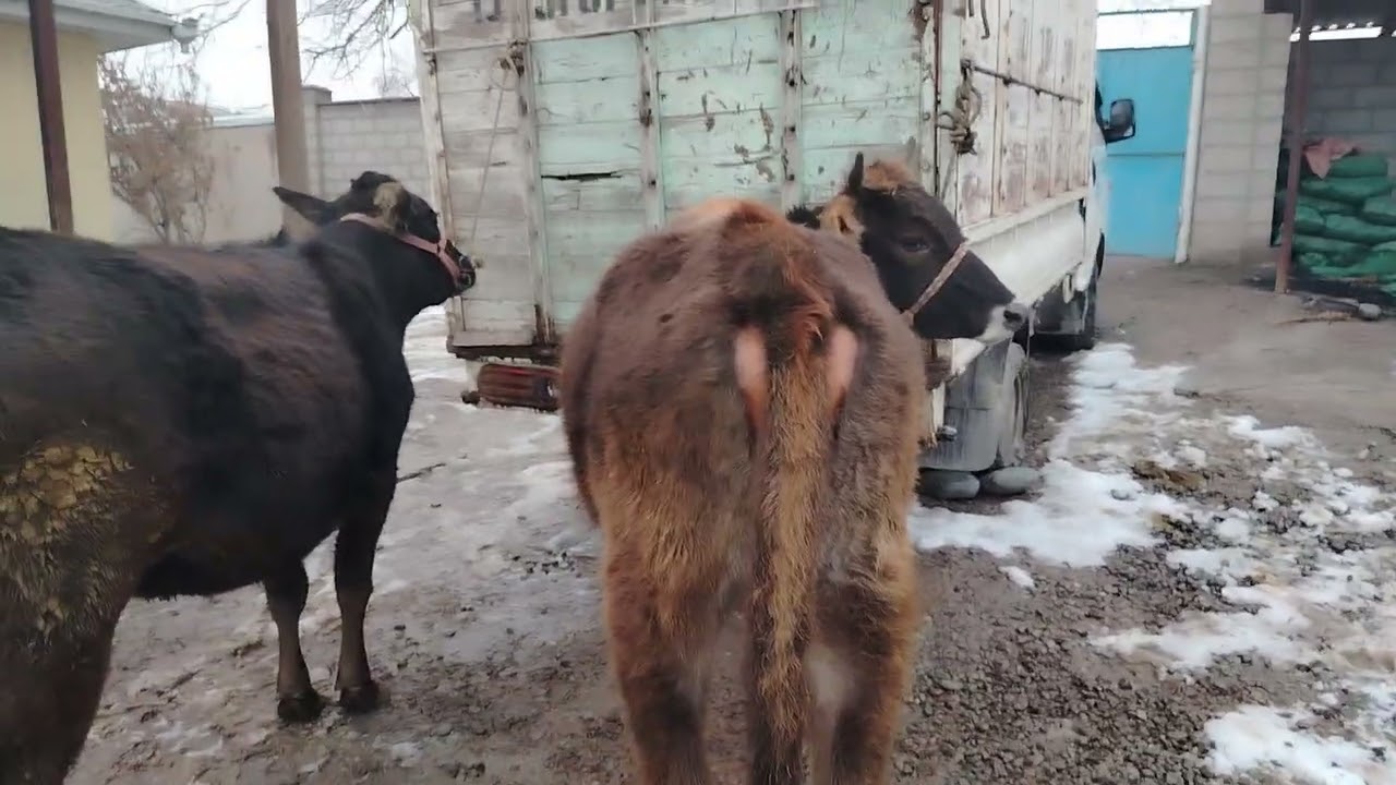 😱☎️008225021📞ДУ САР ГУНОЧИНИ БУГУЗИ ФУРУШИ СРОЧНО 