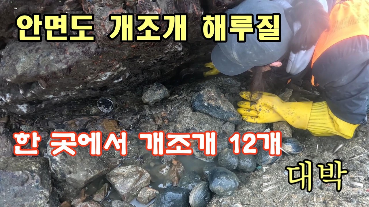 안면도 개조개 해루질 갔는데 한곳에서 개조개 12개가 대박~~