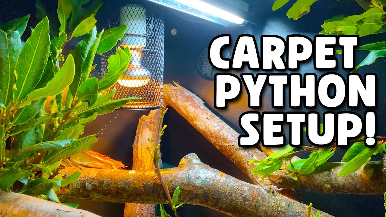Carpet Python Setup!