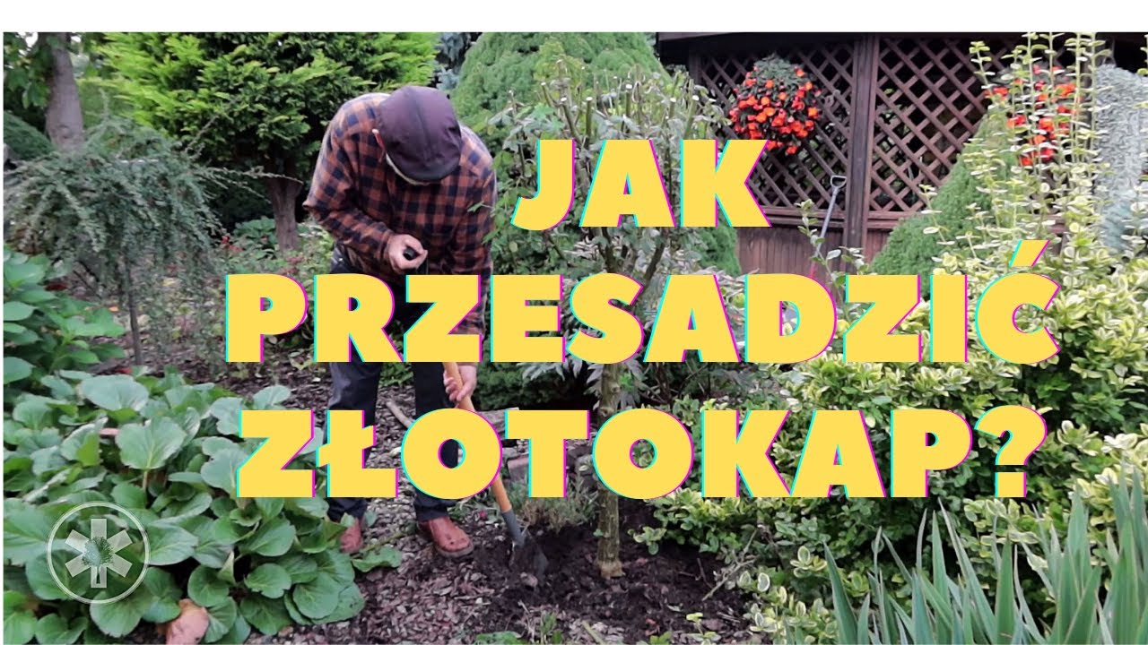 Jak przesadzić złotokap?
