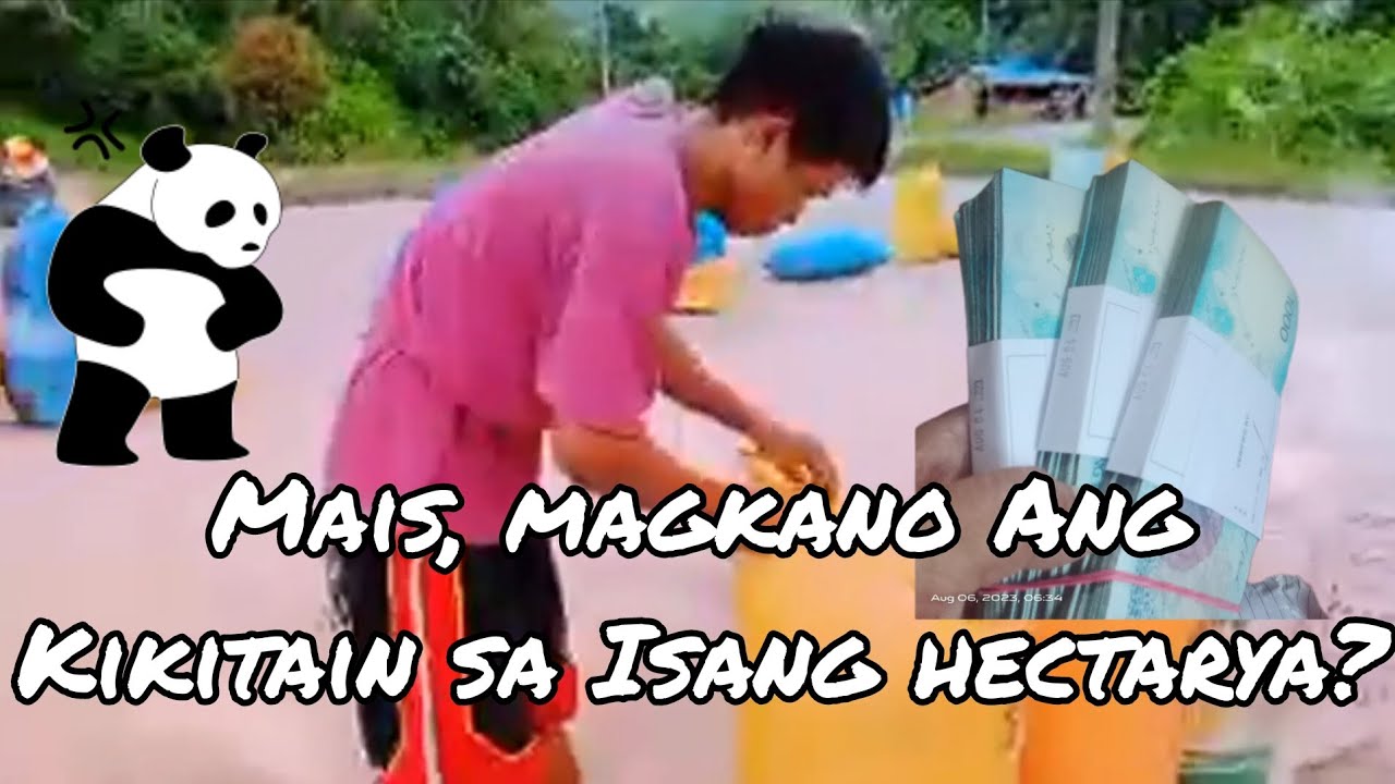 Magkano ang Kita sa Isang hectaryang Maisan #agriculture #cornfarming #cornfarmer