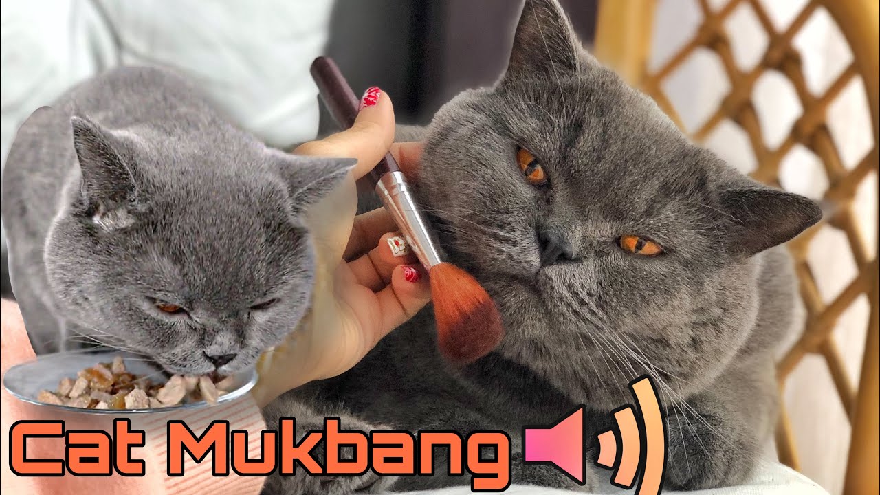 Cat Asmr | Кот Мукбанг | Кошачьи звуки