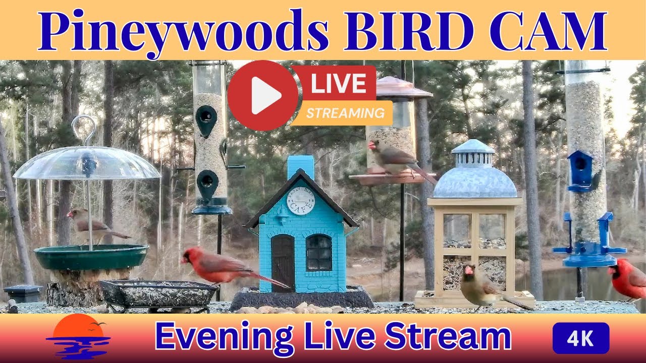Evening LIVE Bird Feeder Cam | Cardinals, Bluebirds, Woodpeckers & More| March 9th, 2026