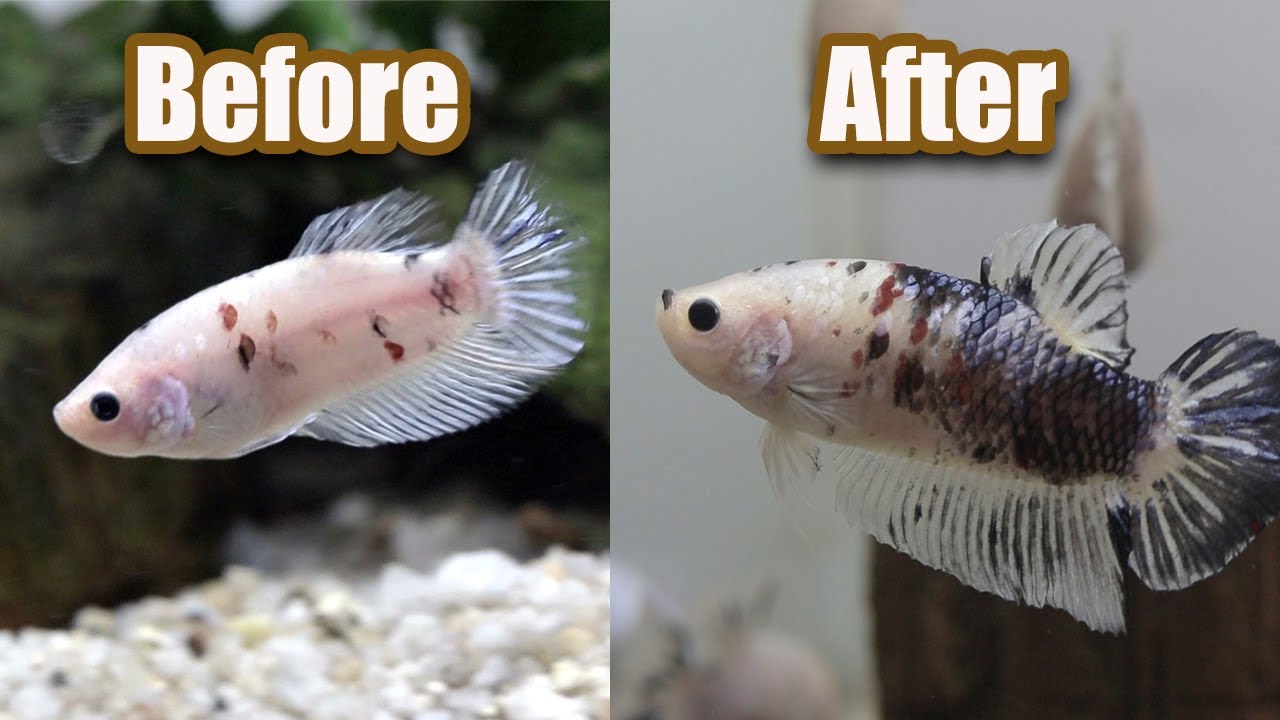 BEFORE and AFTER  #7  Betta Fish