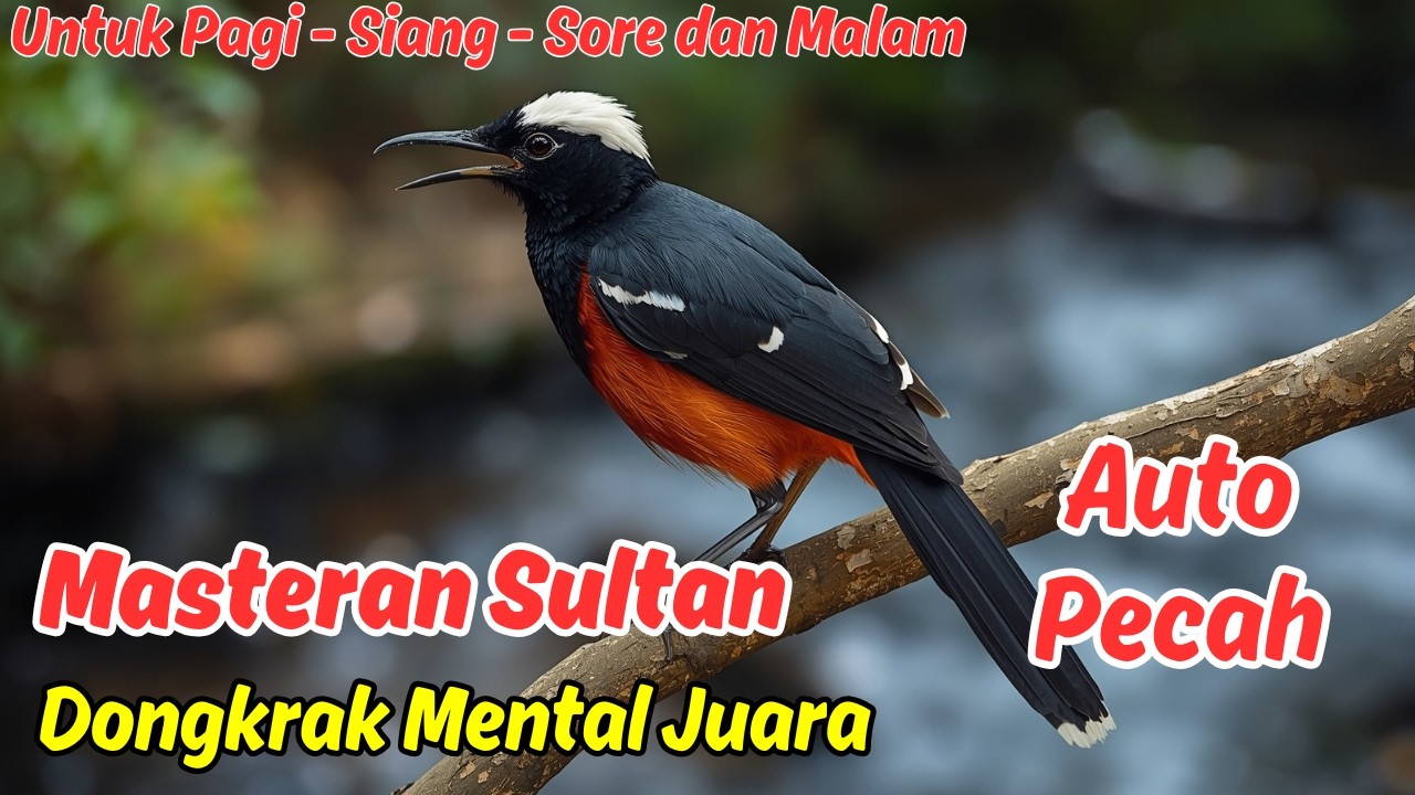 Masteran atau Pancingan Murai Batu Harian Anti Macet Bunyi
