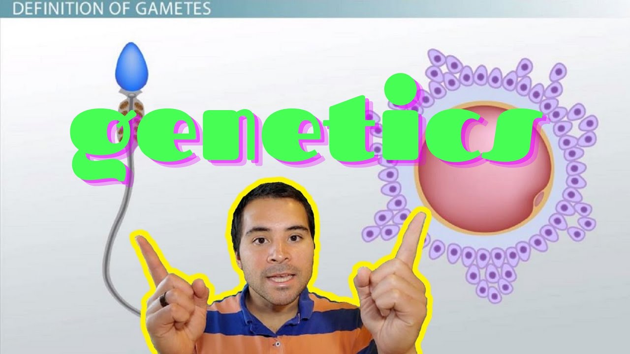 LEOPARD GECKO GENETICS: Dominant, Recessive, Incomplete Dominant, & Codominance!! (2020) Pt.1