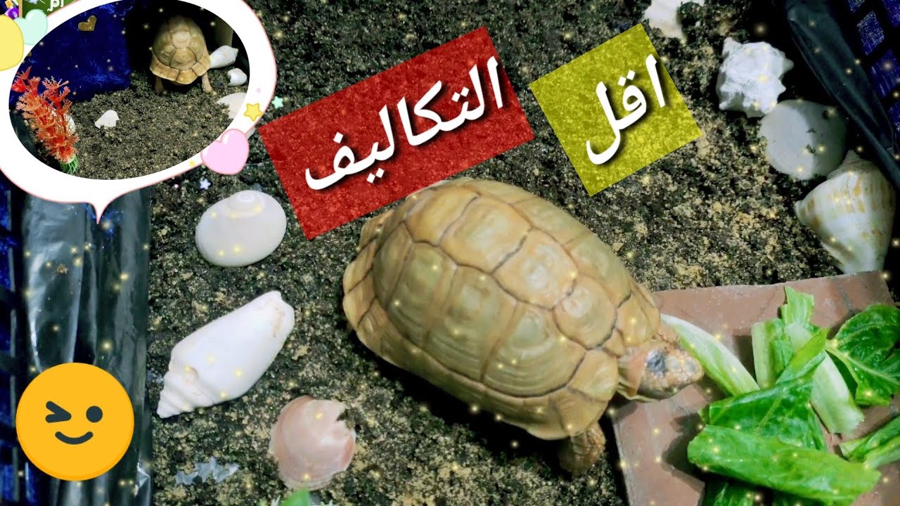 طريقة عمل بيت للسلحفاه بأقل التكاليف