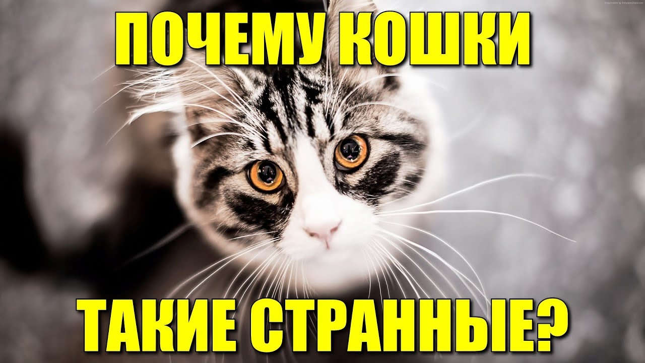 Почему кошки такие странные?