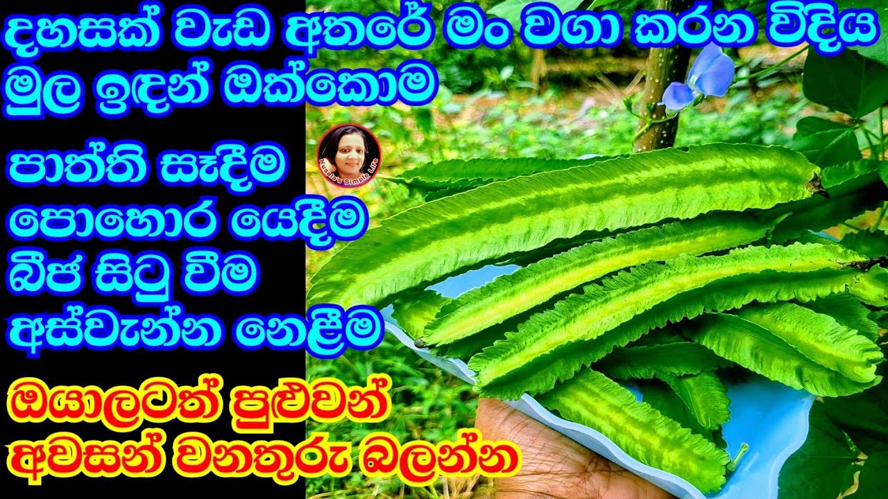 මෙහෙම දඹල හිටවල බලන්න අවුරුද්දෙම කන්න පුළුවන් මුල සිට අවසන් වනතුරු සියල්ල from Kusala's Simple Life