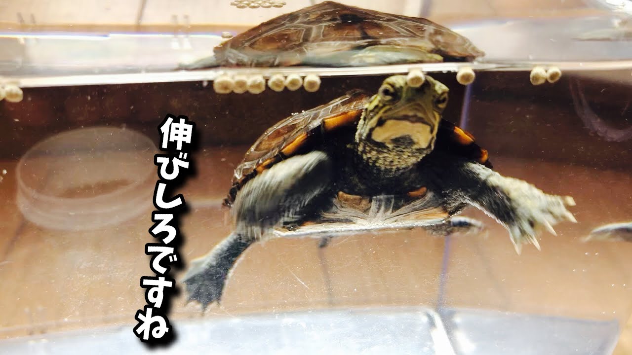 【亀飼育】子亀が目に見えて大きくなっていく。ウンキュウの成長