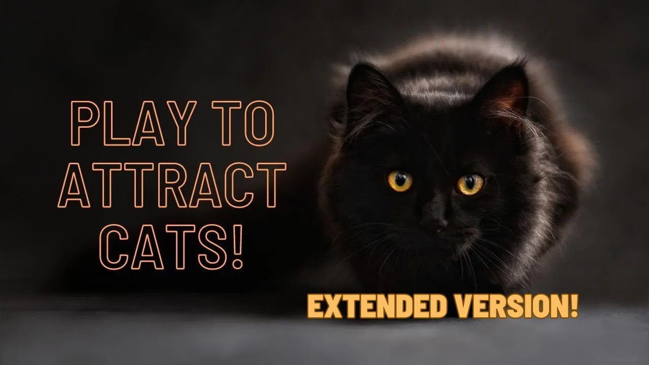Extended - Play this to attract your cat and make it meow back (Extended Version!)