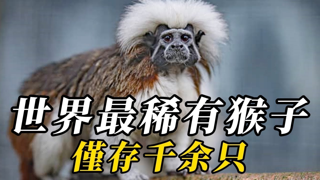 全世界最稀有的10種猴子，第八名顛覆人類認知！全中國最不能碰的10種壹級保護動物，第八名長得醜卻判的久！第壹名誤傷壹只，牢底坐穿！#世界之最 #动物 #科普 #动物世界 #百科密码