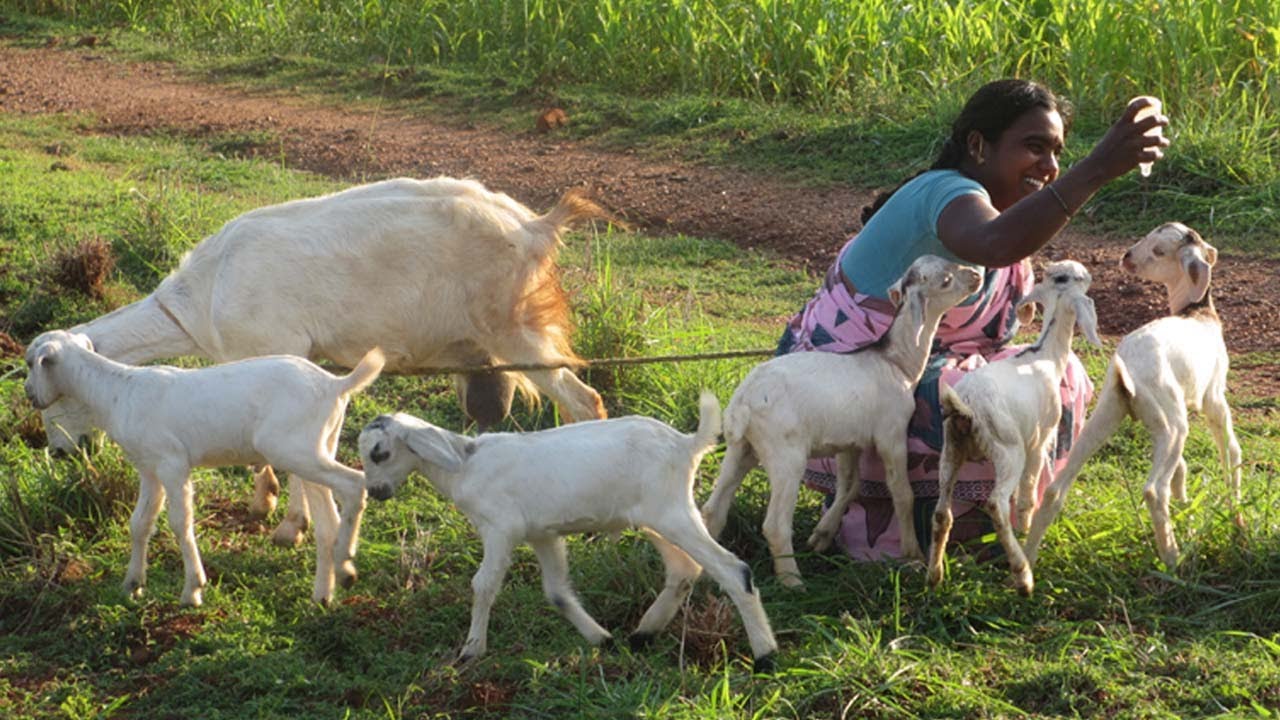 6.ஆடுகளுக்கு எவ்வளவு சைலேஜ் தீவனம் கொடுக்கலாம் / How much silage we can feed to Sheep and Goat