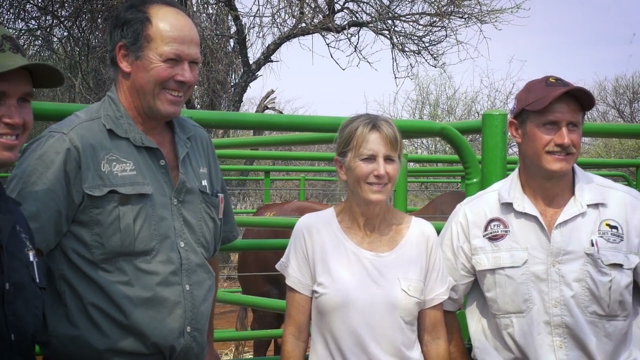 Vlakte Bonsmara produksieveiling oortref groep verwagtinge | Vlakte Bonsmara production auction