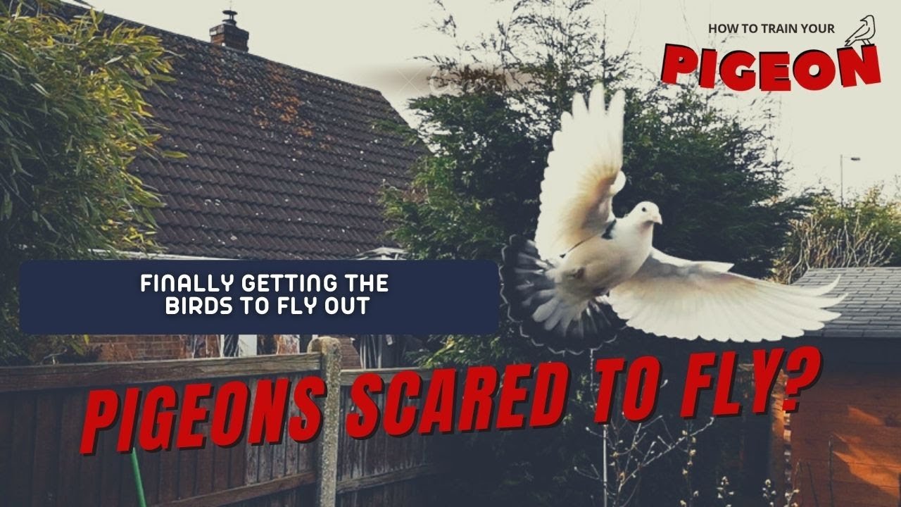 Racing pigeons SCARED to fly? HTTYP ep. 4