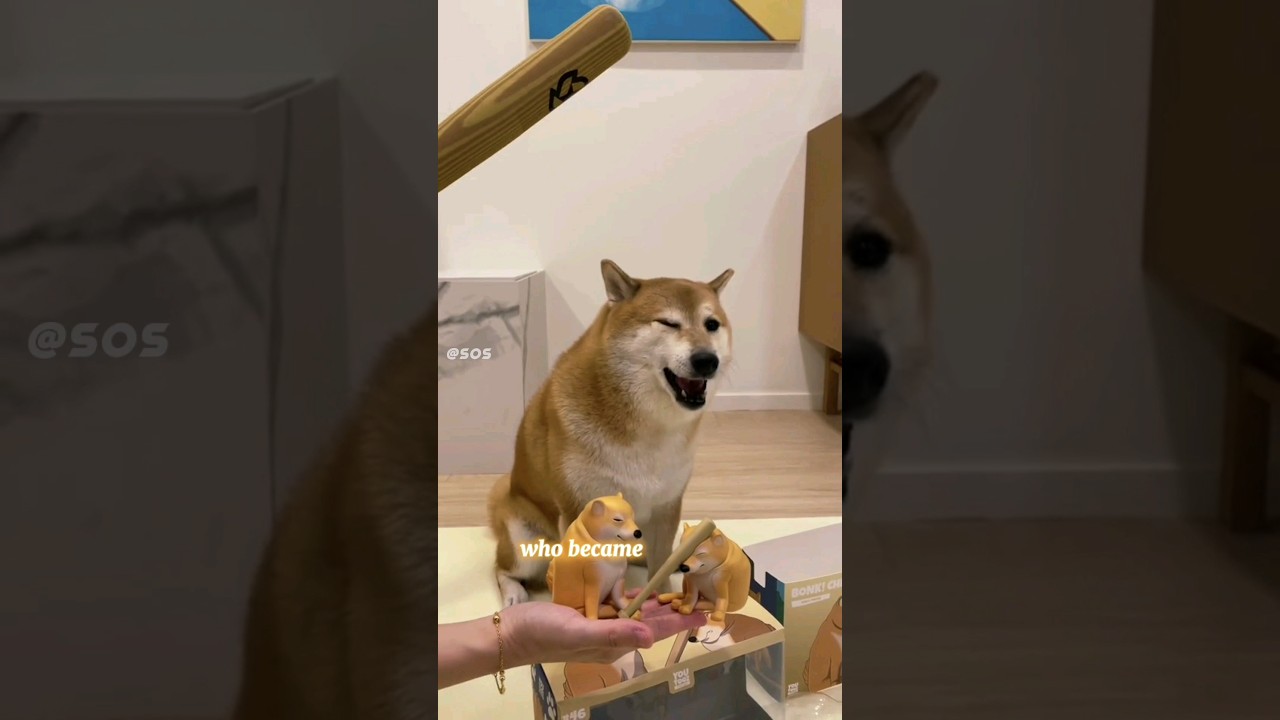 R.I.P Cheems 😭 💔 (meme dog) 
