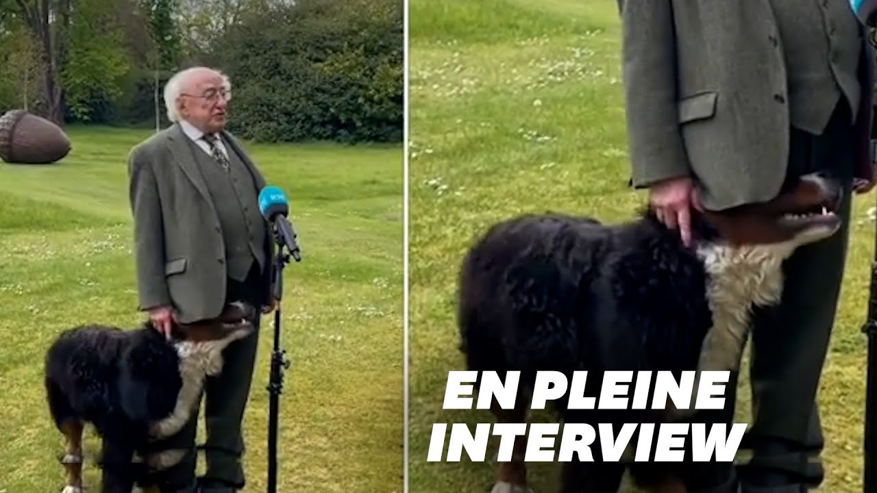 Le chien du président irlandais ne voulait pas le laisser finir son interview