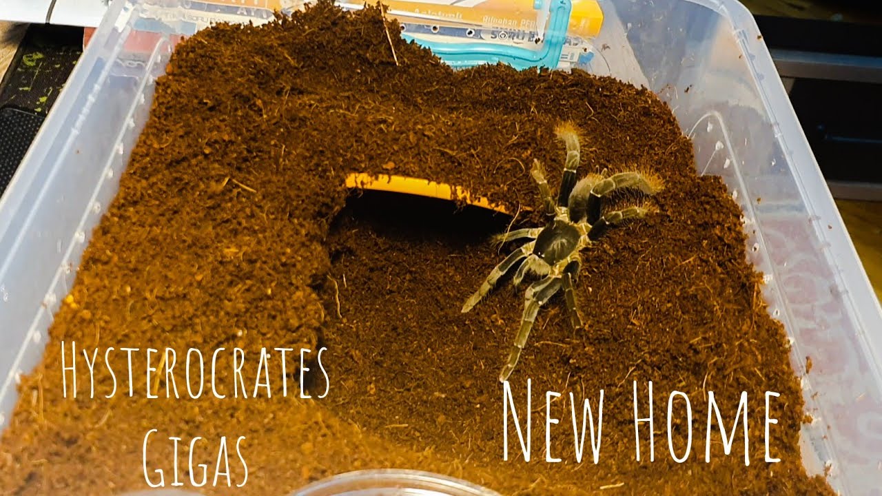 Hysterocrates Gigas Erkeğe Yeni Ev | New Home for Male Gigas