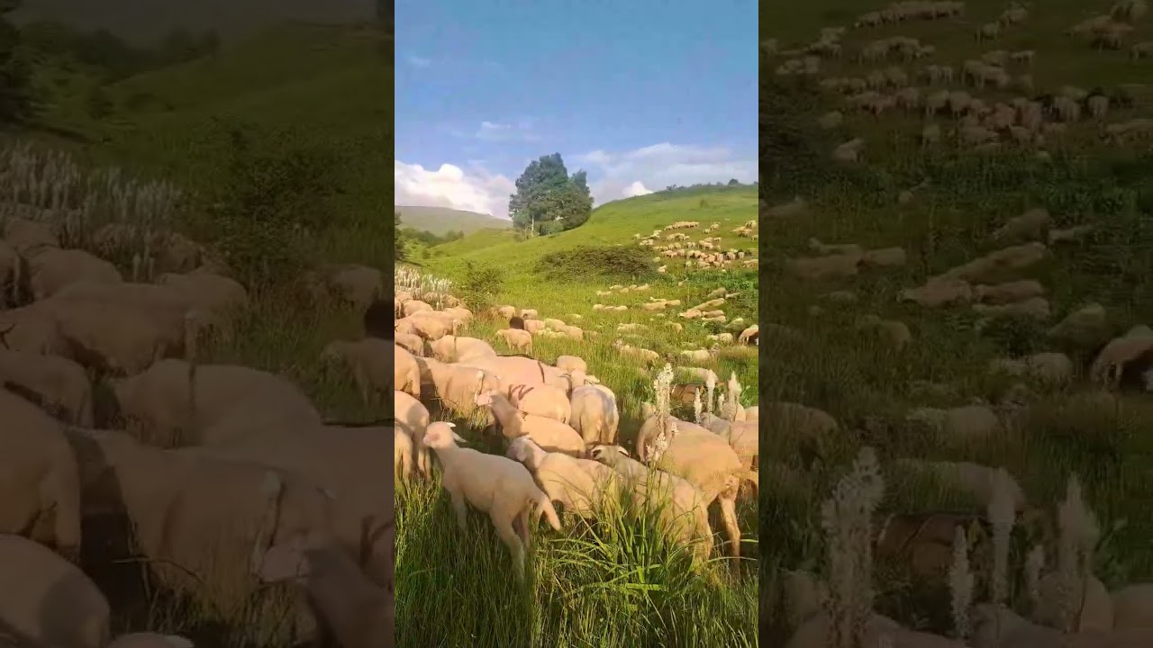 Shume blegtor me dele tashm&euml; gjenden ne Bjeshk te Sharrit