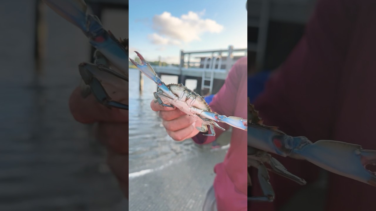 #family #handlines #crab #crabbing #adventure #kids #summer #outdoors #scooping #cool #viral