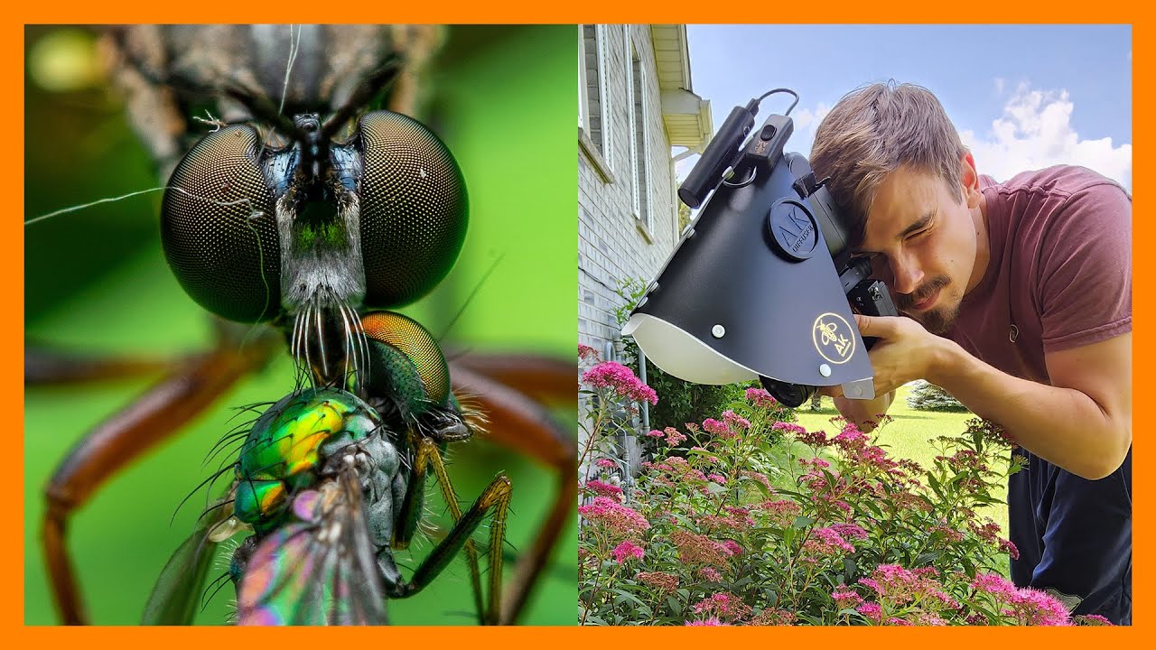 Insect Macro Photography | New Diffuser