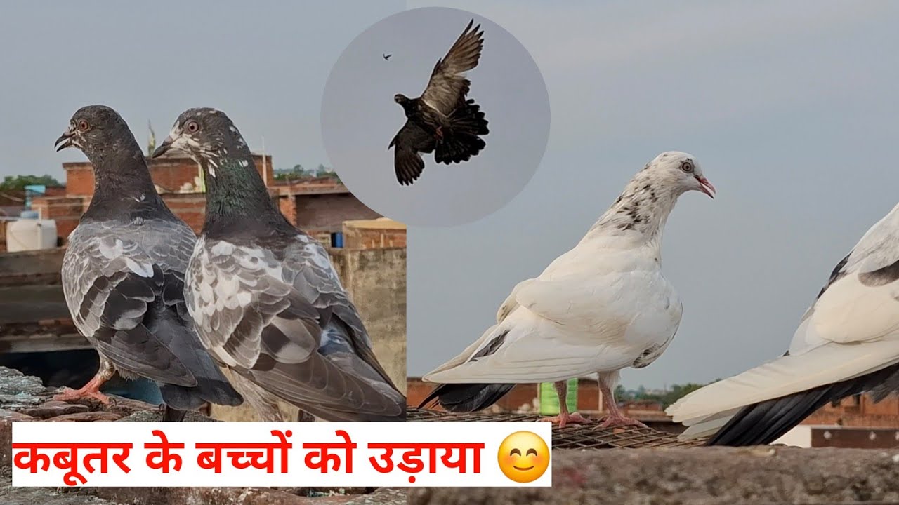 आज कबूतर के सभी बच्चों को उड़ाया | All Baby Pigeons Are Flying Today | Sartaj Pigeons 