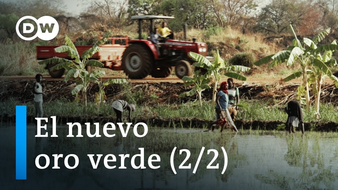 Tierras de cultivo: el oro verde (2/2) | DW Documental