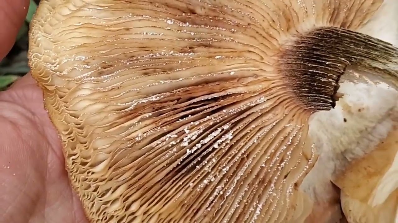 Honey Mushroom Identification