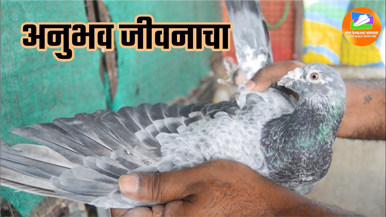 अनुभव जीवनाचा (किरण थोरात) Kiran Thorat (Pune)  #kabutarforsale #pigeonforsale, #kabutarmarketpune,