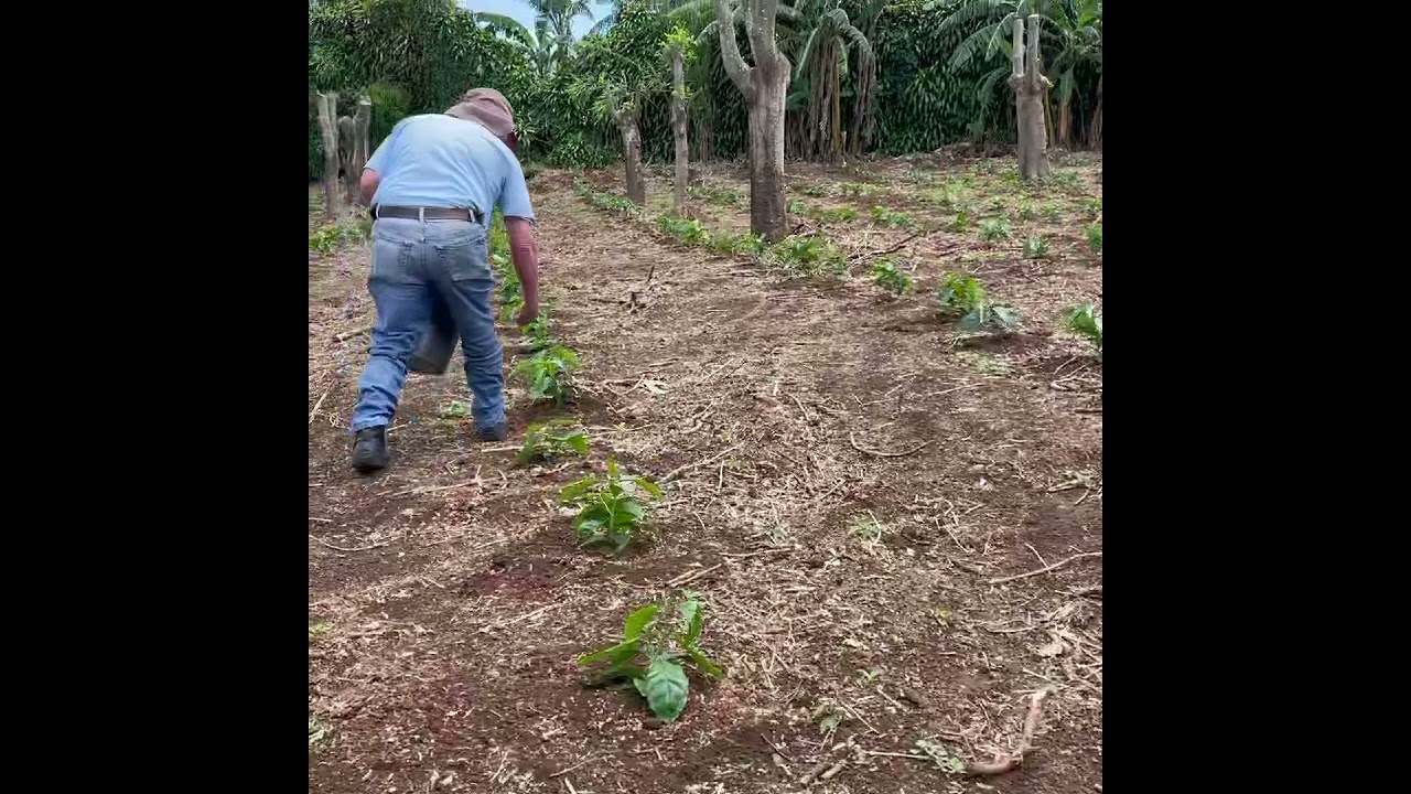 Fertilizando correctamente plantas de caf&eacute; reci&eacute;n trasplantas