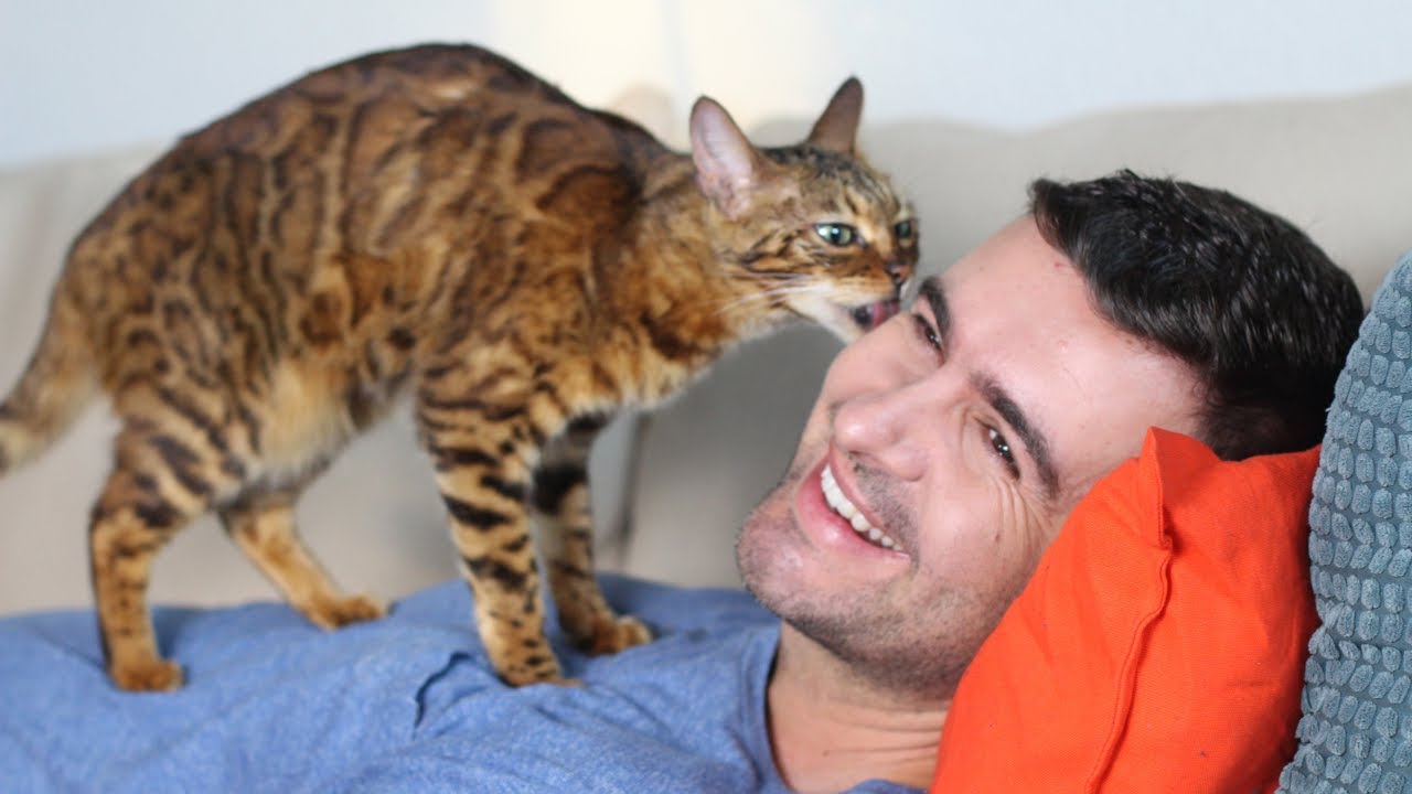 Why Cats Lick Their Owners