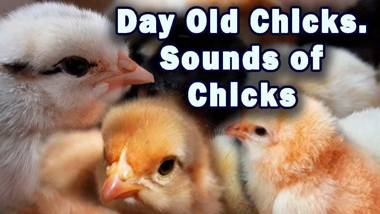 Cozy Relaxation. Baby Chicks Chirping Sounds