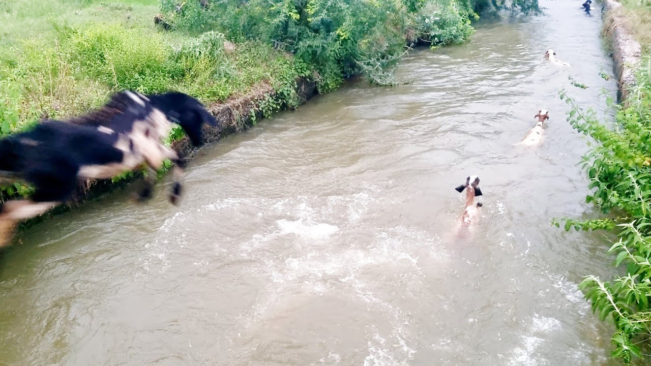 sheep swimming crossing river-sheep swimming in water-sheep videos-sheep jumping videos-sheep