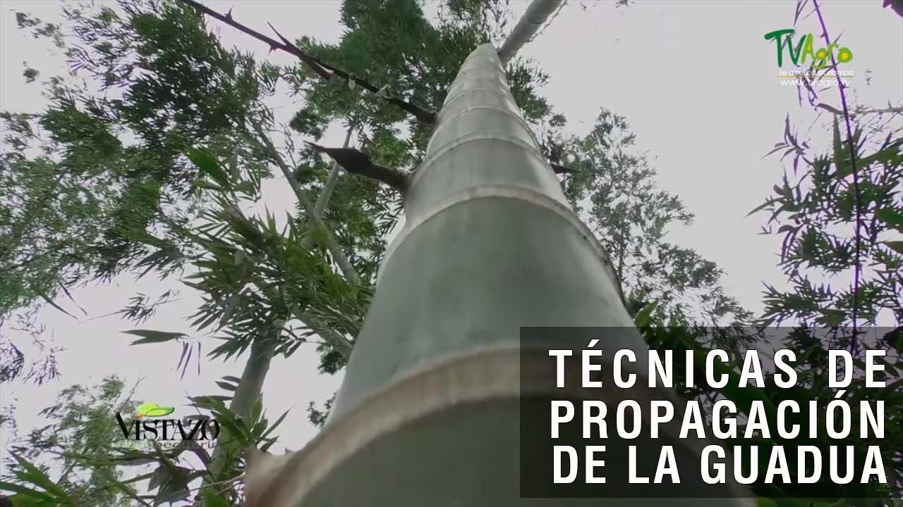 Técnicas de propagación de la Guadua - TvAgro por Juan Gonzalo Angel Restrepo