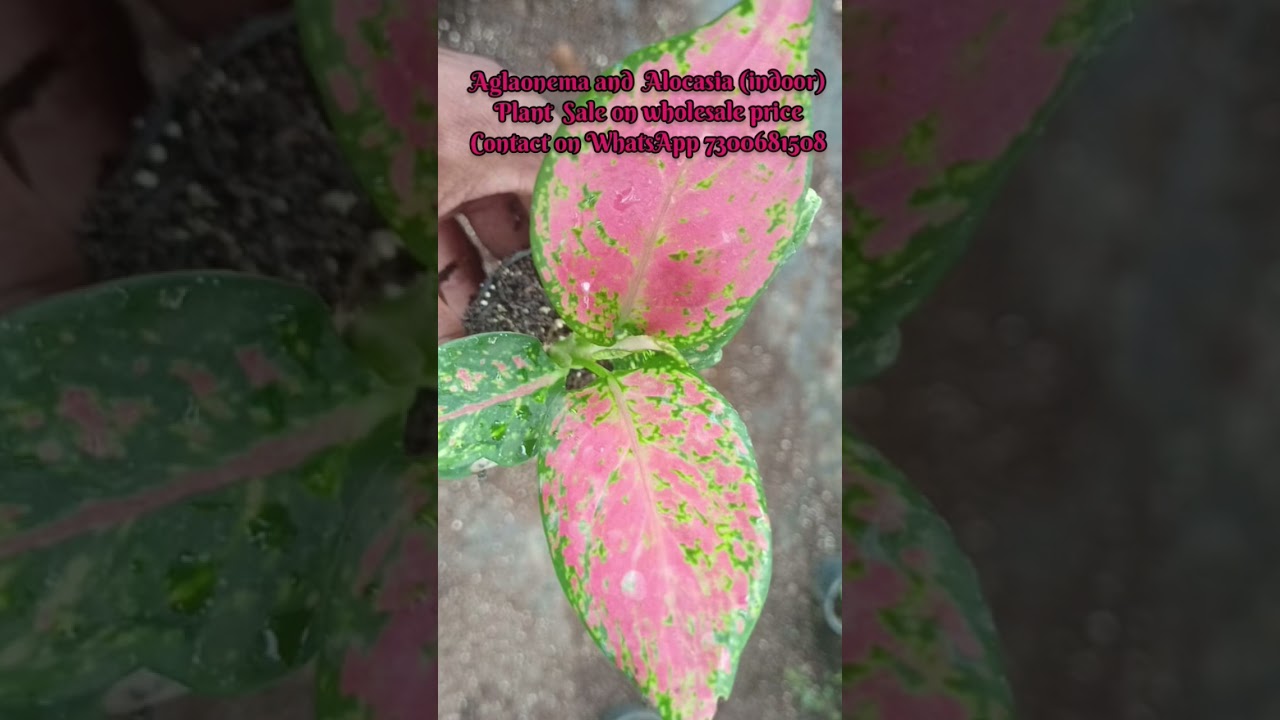 #aglaonema #alocasia #aglonemasale #plantsale #onlineplants @gardeningseason