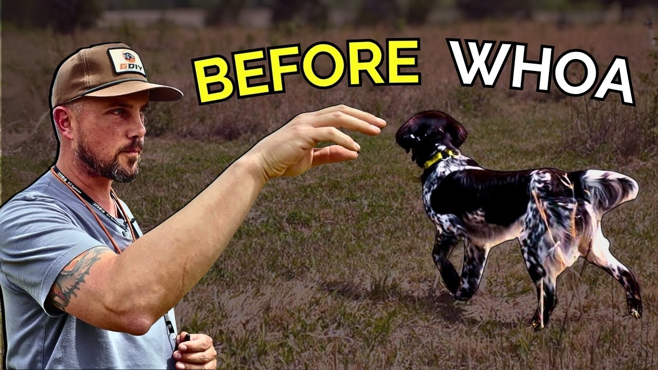 Do This BEFORE You Teach WHOA | Iron Oak Steadiness Pt 1