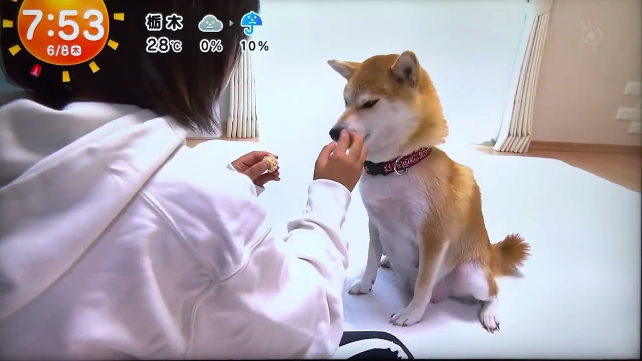 今日のわんこ