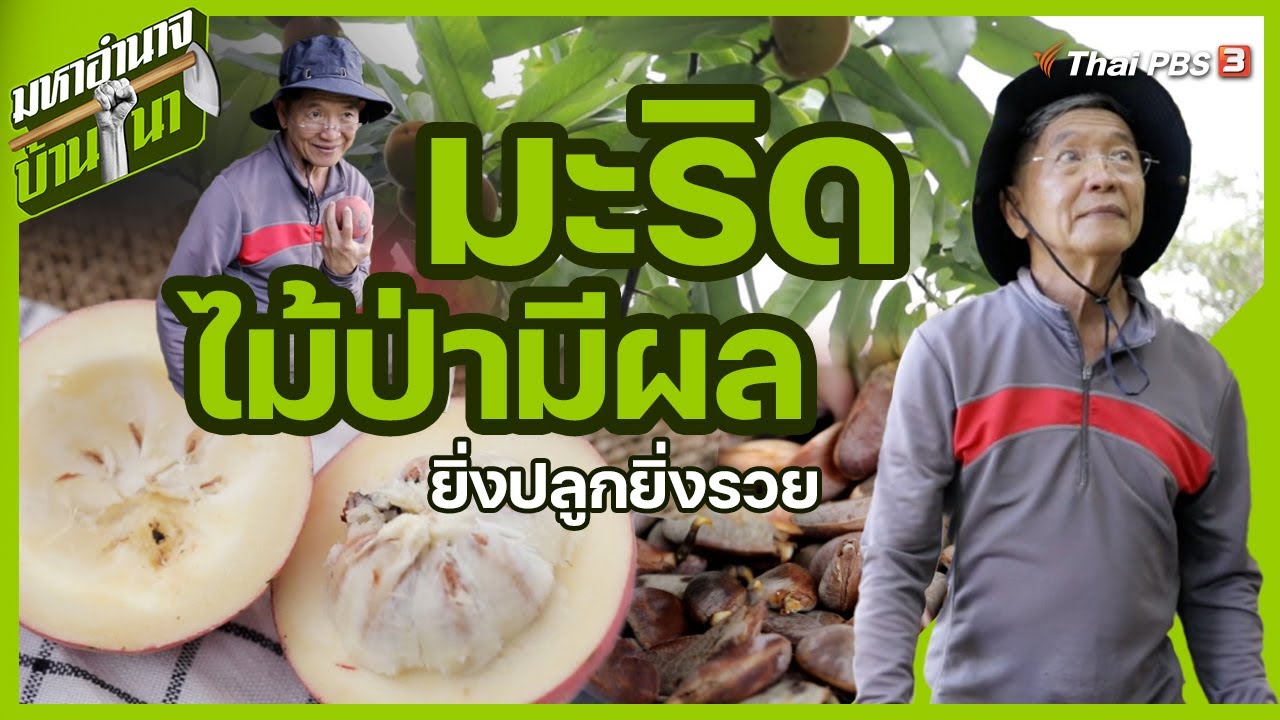 มะริด ไม้ป่ามีผล ยิ่งปลูกยิ่งรวย | มหาอำนาจบ้านนา
