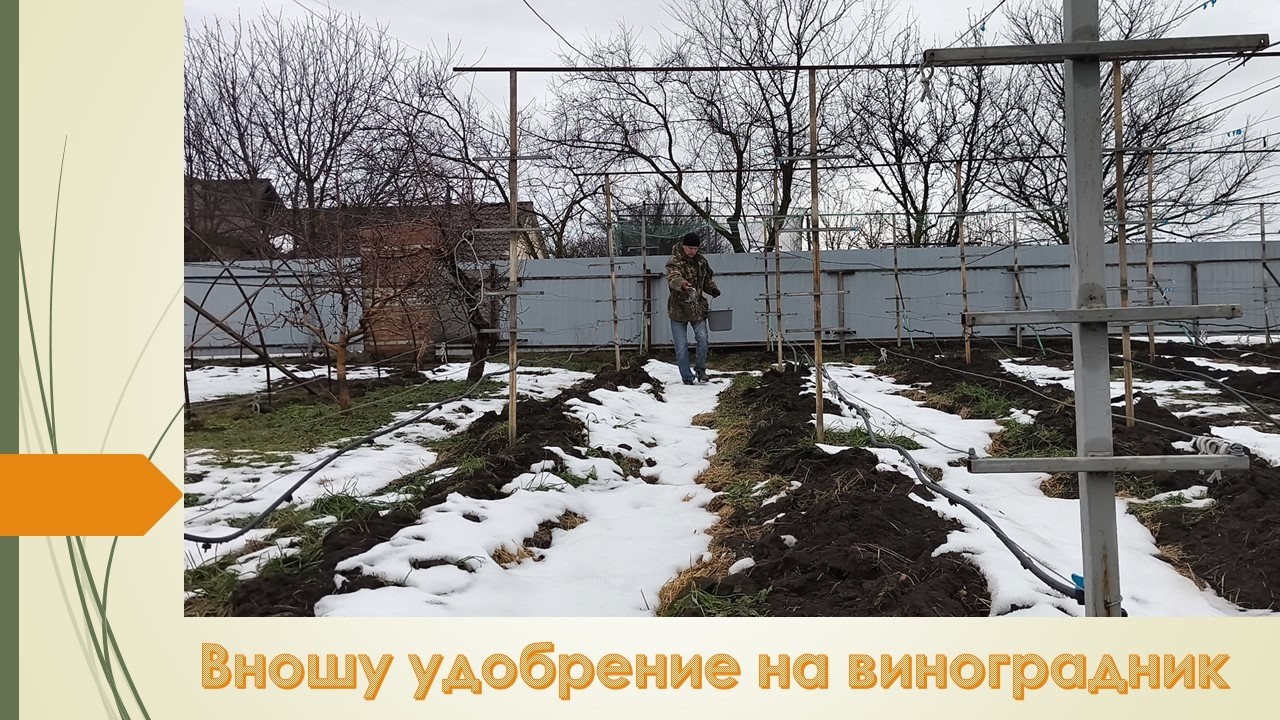 14 февраля. Вношу сульфат аммония на виноградник