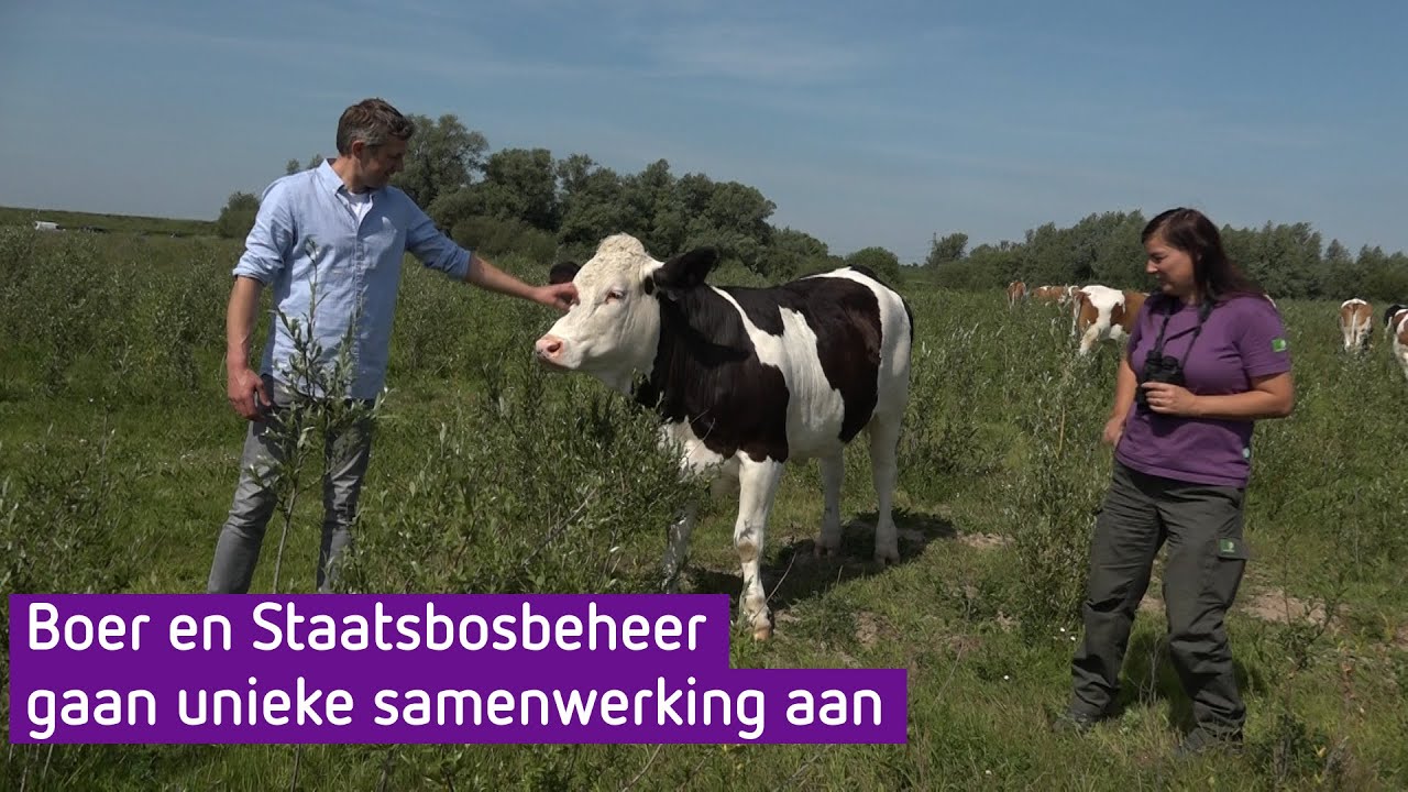 De koeien van boer Albert grazen in de uiterwaarden en dat is een primeur