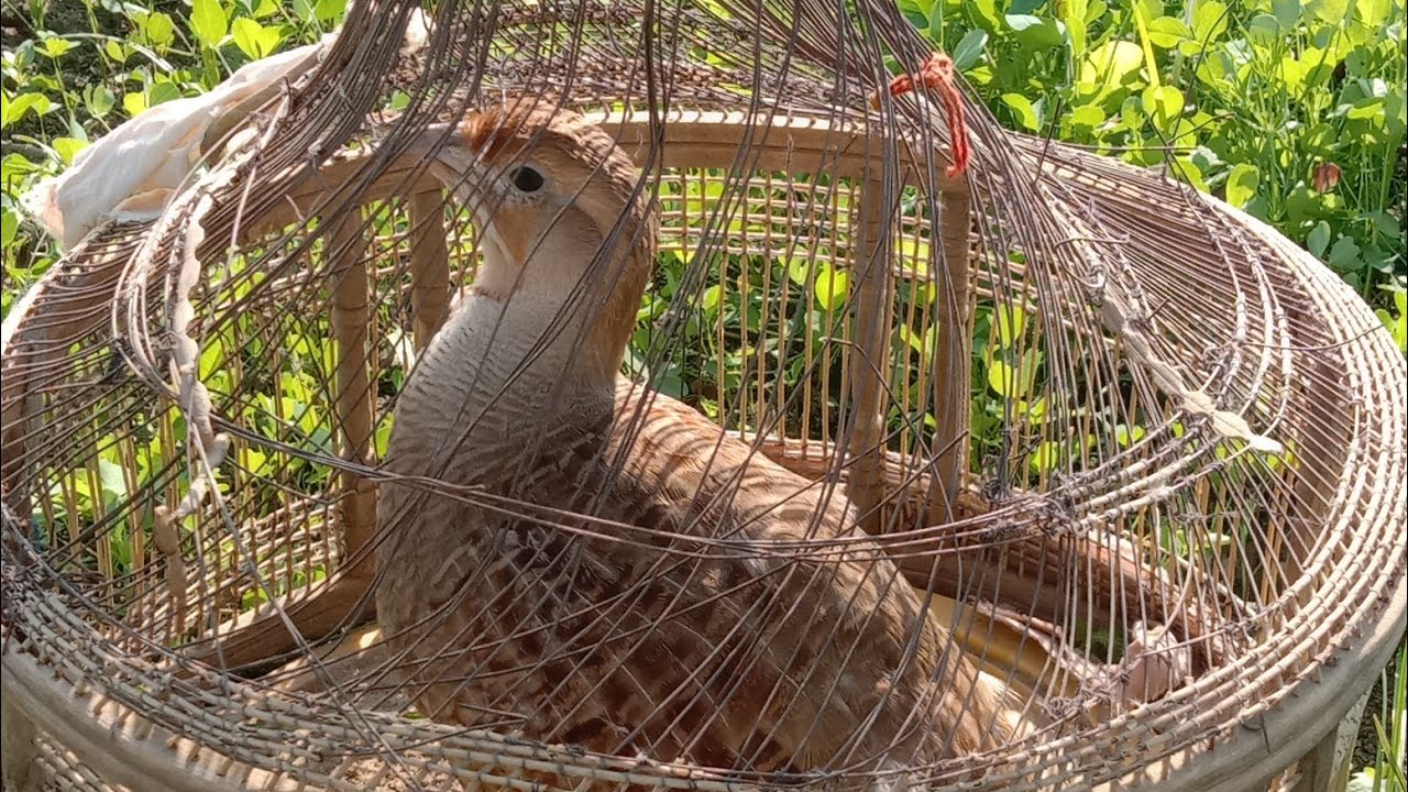 Teetar ki Awaz Shikar k Liye | Partridge Sound for Hunting | Female Francolin Best Hunting Sound