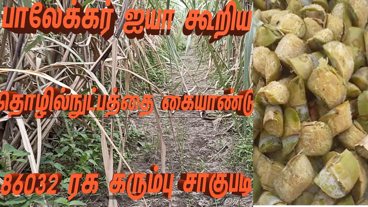 பாலேக்கர் ஐயா தொழில்நுட்பத்தை கையாண்டால் 100 டன்  எடுக்கலாம்