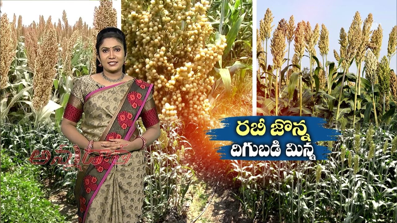 Rabi Jowar Farming Tips | ETV