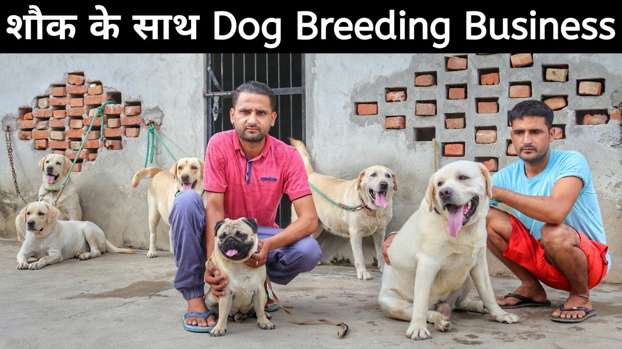 Shauk ke Saath Dog Farming Business Karata Yuva Kisaan | Labrador Kennel | Kennel Tour