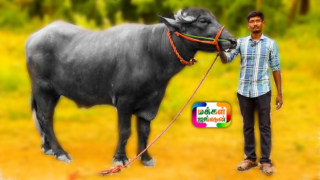 20 லிட்டர் பால் கறக்கும் 2 பெரிய முர்ரா சினை எருமைகள், ஆண் முர்ரா எருமை இனச்சேர்க்கைக்காக,#murrabull