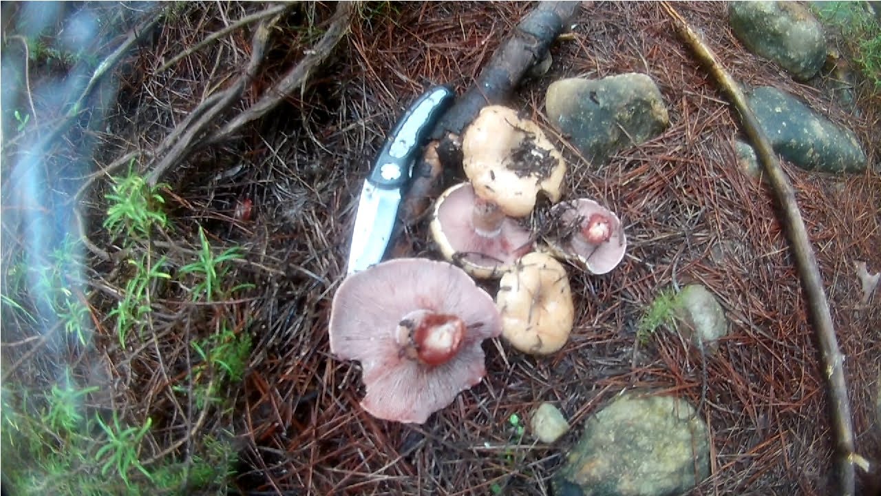 N&iacute;scalos, robellones esclatasancs, rovellons, pebrasos 2021 la cosecha